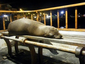 Let sleeping sealions lie...