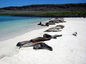 sealions on the beach, Santa Fe
