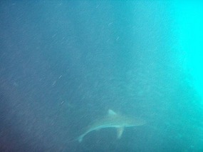 shark and big shoal