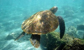 Turtle