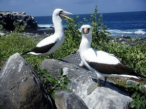 A pair of Nazca Boobies