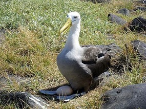 Albatross with egg