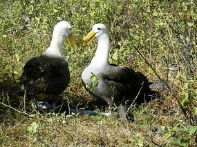 Albatrosses