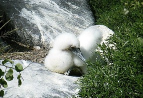 Nazca Booby chick