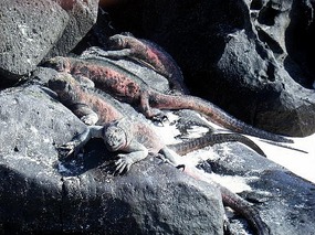 Showing off on the rocks