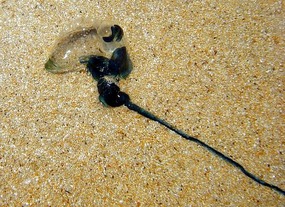 Stranded tiny jellyfish