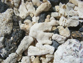 Dead coral