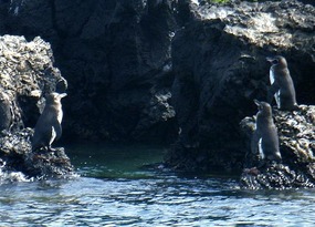 Galapagos penguins