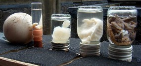 Stages of tortoise development in the egg