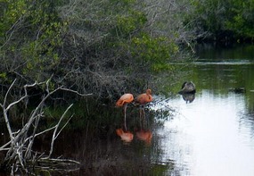 Very Pink flamingo