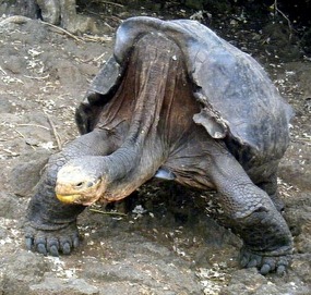 Big Boy Diego goes out on the pull...