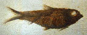 fossilised fish