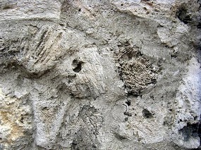 Wall made from coral