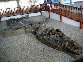 El Fosil Kronosaurus