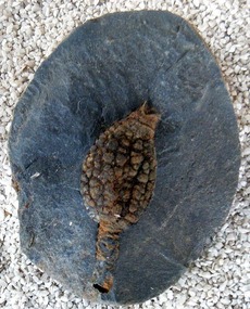 Fossilised seed pod