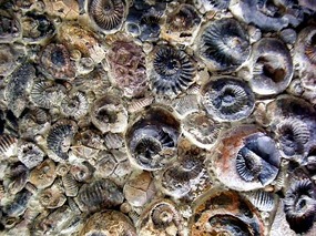 Some spare ammonites used to make a wall