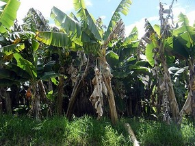 Banana palms on our walk