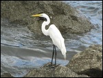Beautiful white creature