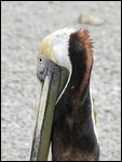 Dark coloured pelican