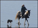 Horse in tune with dog