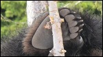 Grizzly bear paw