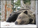 What an amazing animal