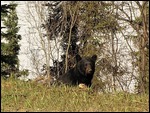 Good morning Black Bear