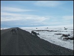 Caribou on the tundra