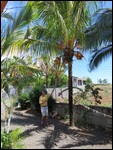 Collecting the coconuts
