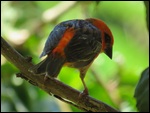 Bird life