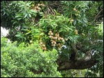 Garden at labourdonnais