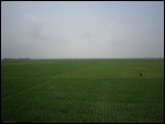 Java rice fields