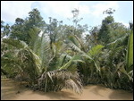 RIverbank 2