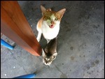 No, you cannot have my breakfast