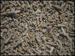 Bits of coral on the beach