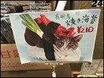 Cat sushi. Nomnomnom
