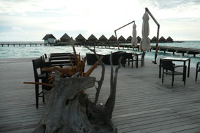 Driftwood on the deck