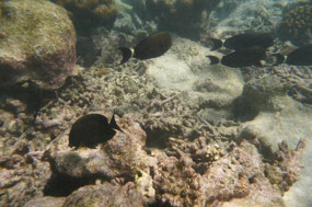 Reef