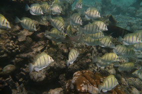 Covict surgeon fish