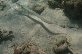 Trumpet fish