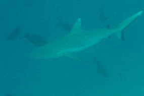 Shark
