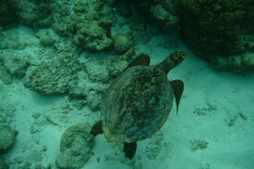 Turtle