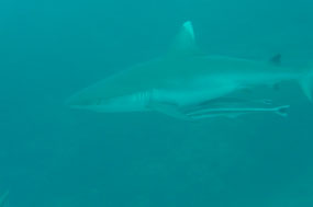 Silver  tip shark