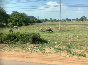 Water buffalo