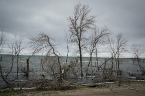 Trees killed by the Devil Lake