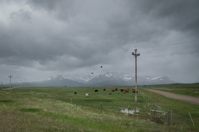 The cows before running for cover