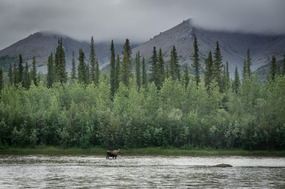 The moose.