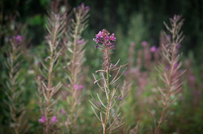 Fireweed