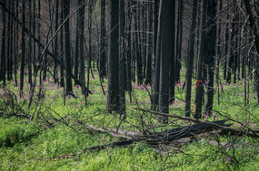 Forest by man's home showing fireweed growth