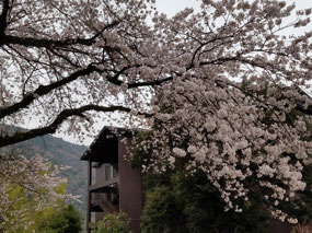 View of cherry blossoms near Ryokan
